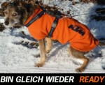 KTM-Hund.jpg